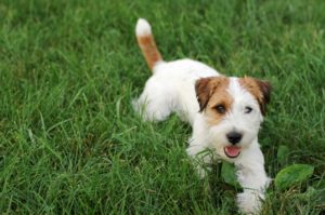 Resources: About Jack Russell Terrier Clubs